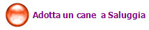 Adotta un cane  a Saluggia